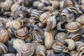 Live snails on a Marrakesh market Royalty Free Stock Photo
