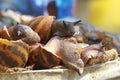 Live snails on sale at a market on the streets of Accra