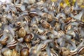 Live Snails Are Sold In The Open Market In The City Of Fes, Morocco, Africa