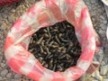 Live snails in a market in Laos