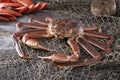 Live Snow Crab