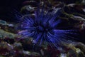 Live specimen of a reef urchin, Echinometra viridis, underwater.