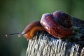 Live spiral snail on a wooden surface looking down Royalty Free Stock Photo