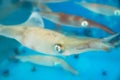 Live squids in tank for food preparation in Seongsan, Jeju Island, South Korea Royalty Free Stock Photo