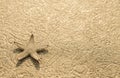 Live starfish on beach sand