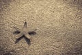 Live starfish on beach sand