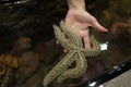 Live starfish in hand. Element of training children in the aquarium