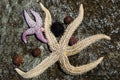 Live starfish and sea urchins