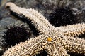 Live starfish and sea urchins on rock