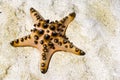 Live Starfish Stranded on Sand