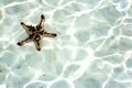 Live Starfish Underwater