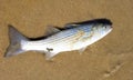 A live striped bass on the beach sand Royalty Free Stock Photo