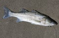 A live striped bass on the beach sand Royalty Free Stock Photo