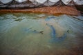 Live sturgeons in the cage in fish breeding farm