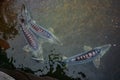 Live sturgeons in the cage in fish breeding farm