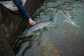 Live sturgeons in the cage in fish breeding farm