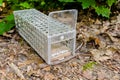 Live trap for catching mouse on the forest ground
