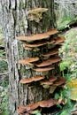 Live Tree with Tree Fungus