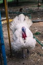 Live turkey animal