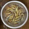 Live and very fresh tigerprawns at a Vietnamese market Royalty Free Stock Photo