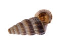 Live Whelk Royalty Free Stock Photo