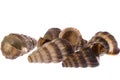 Live Whelks Royalty Free Stock Photo