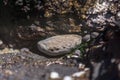 Live white abalone in a Pacific ocean rock crevice Royalty Free Stock Photo