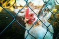 Live white chicken close-up. Close-up of a red hen's head behind a mesh fence. Royalty Free Stock Photo