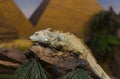 Live wild reptiles lizards shot close-up Royalty Free Stock Photo