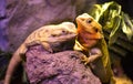 Live wild reptiles lizards shot close-up Royalty Free Stock Photo