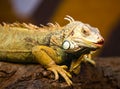 Live wild reptiles lizards shot close-up Royalty Free Stock Photo