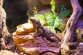 Live wild reptiles lizards shot close-up Royalty Free Stock Photo