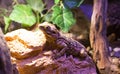 Live wild reptiles lizards shot close-up Royalty Free Stock Photo