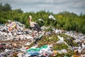 Live wild stork on the garbage dump Royalty Free Stock Photo