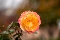 Live Yellow Pink Rose, Rosaceae Rosoideae Rosa, Flower blossom on a plant with green leaves in garden