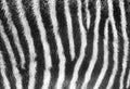 Live Zebra close up