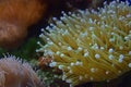 Lively and Beautiful Sea Anemones of different types
