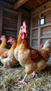 Lively chickens in rustic coop with hay flooring Royalty Free Stock Photo