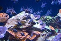 Lively colorful aquatic life in dark display aquarium Royalty Free Stock Photo