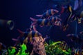 Lively colorful aquatic life in dark display aquarium Royalty Free Stock Photo