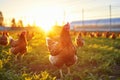 Lively farm scene with chickens engaged in their daily activities on vibrant farmland Royalty Free Stock Photo