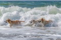 A lively group of dogs joyfully frolic and play in the crashing waves of the ocean, Animals playing in the ocean waves, AI