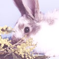 Lively little cute rabbit on a blue background