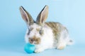 Lively little cute rabbit on a blue background