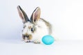 Lively little cute rabbit on a white background