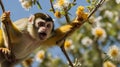 Squirrel Monkey Hanging in Blossoming Tree, Expressing Joy and Excitement in the jungle Royalty Free Stock Photo