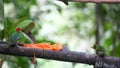 Lively Pair of Red-headed Barbet, Eubucco bourcierii, at a feeder in Ecuador