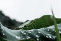 insect on lotus leaf