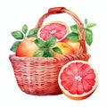 Lively Watercolor Grapefruit Basket Illustration - Eye-catching Clipart