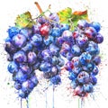 A lively watercolor representation of a grape cluster, with droplets